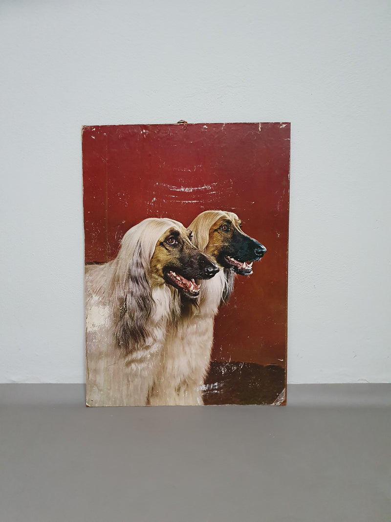 70 x 94 cm Afghaanse honden jaren 70